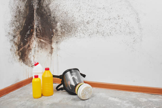 Professional Mold Remediation in Dunellen, NJ