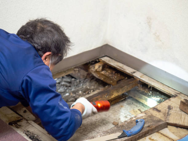 Best Bathroom Mold Remediation in Dunellen, NJ