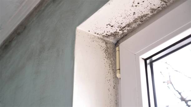 Best Residential Mold Remediation in Dunellen, NJ