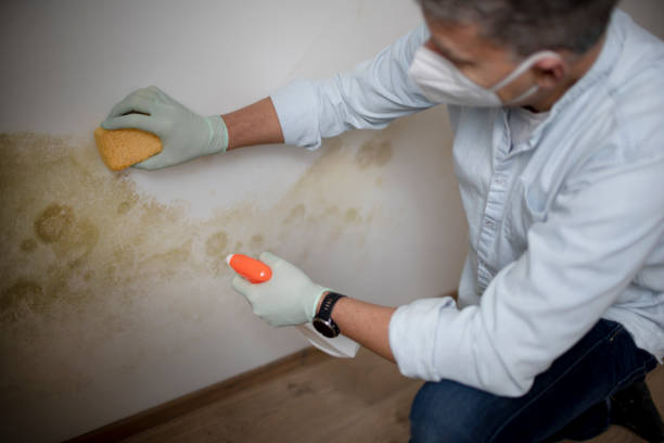 Best Post-Flood Mold Remediation in Dunellen, NJ