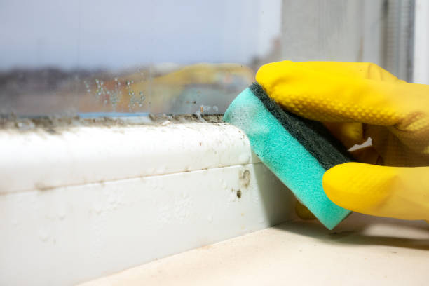 Best Attic Mold Remediation in Dunellen, NJ