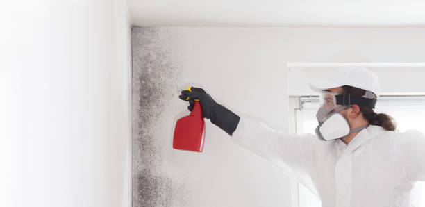 Dunellen, NJ Mold Remediation Company