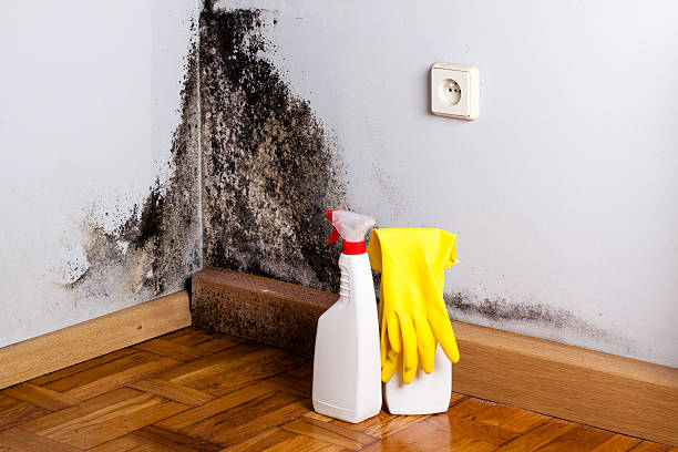 Best Commercial Mold Remediation in Dunellen, NJ