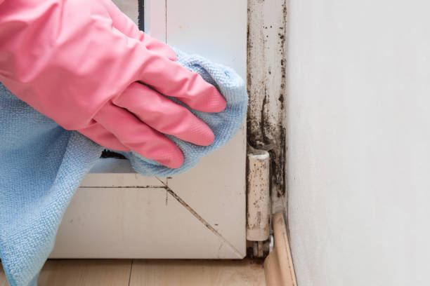 Best Basement Mold Remediation in Dunellen, NJ