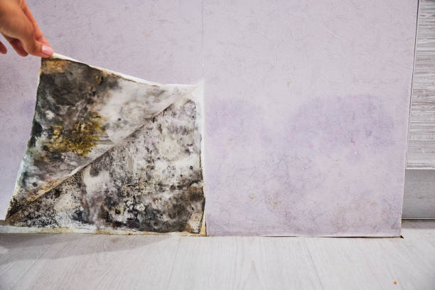 Best Emergency Mold Remediation in Dunellen, NJ